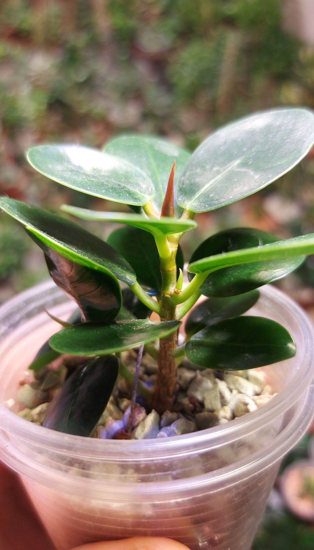 Ficus Panda Фикус Панда (Dollar ficus)