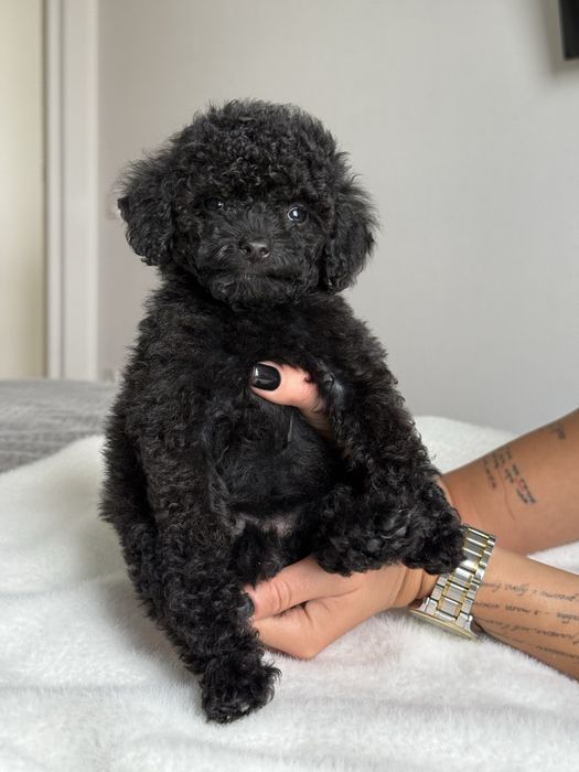 Той пудель мини девочка babt face в черном окрасе