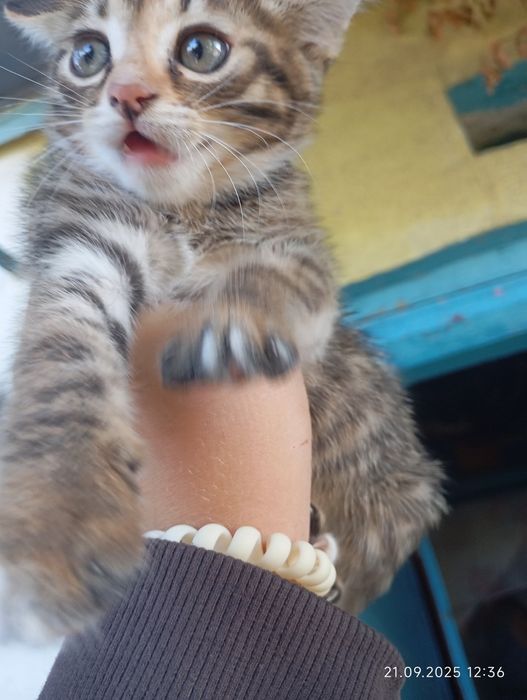 Кошенята безкоштовно