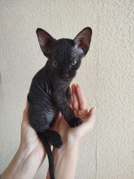 Кошеня сфінкс(флок) дівчинка