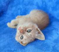 Персиковый рыжий кремовый котенок Днепр