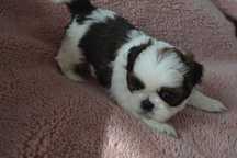 Śliczny malutki piesek Shih tzu unikatowej barwy