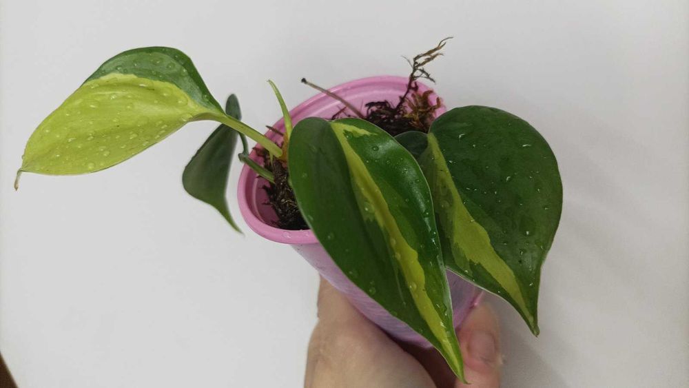 Філодендрон Бразил. Мірт варієгатний