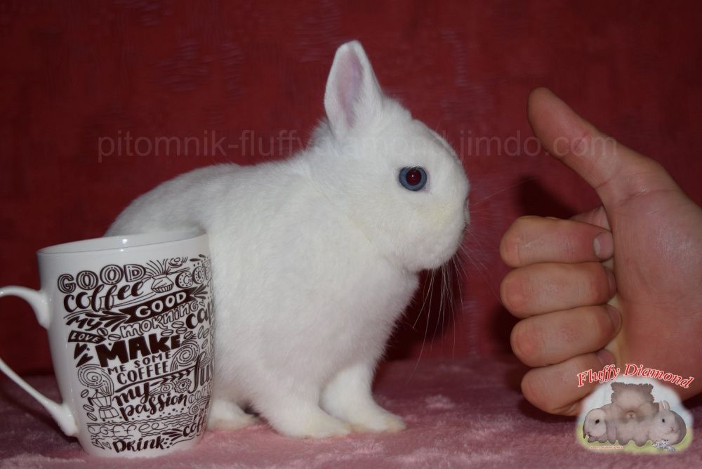 Гермелин! Карликовый кролик. Самая маленькая порода в мире!