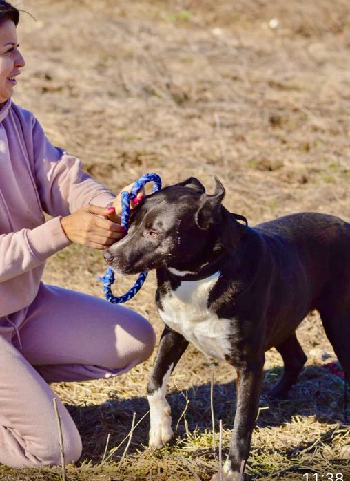 DEJMAN - 4-5 lat unikalny, przyjazny pies uratowany w Bułgarii