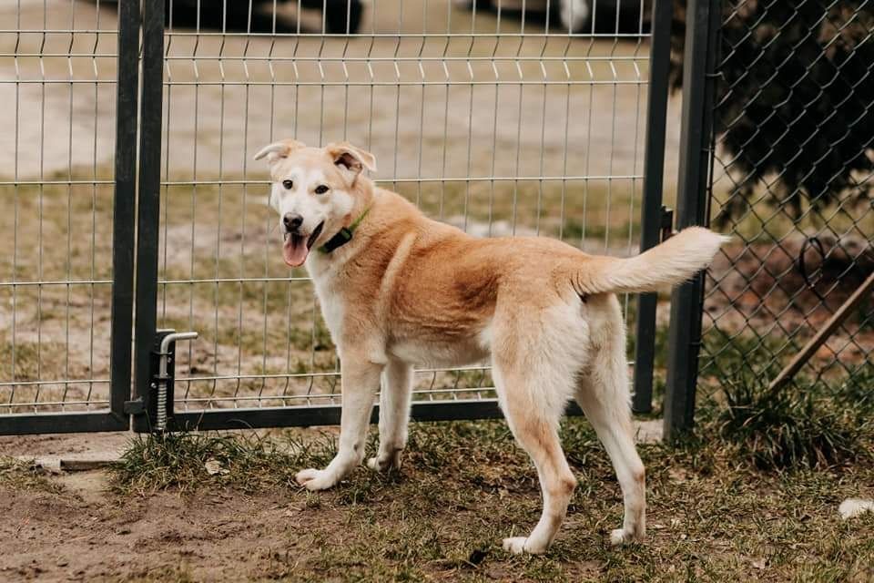 Wrócił z adopcji.. czy znajdzie dom na zawsze?