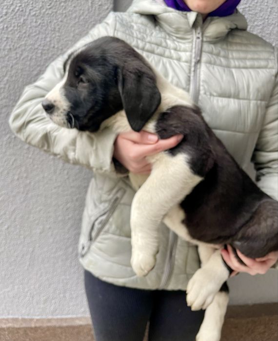 Owczarek środkowoazjatycki szczeniak polecam