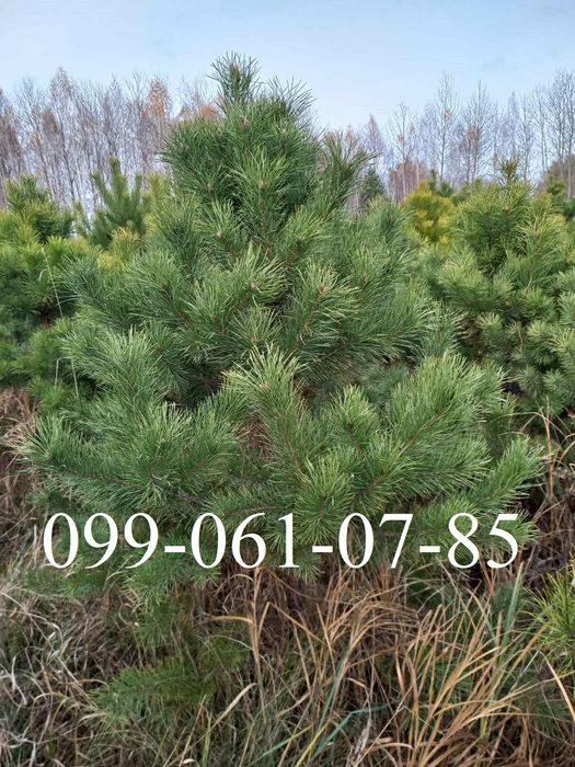 Новорічна ялинка опт Сосна