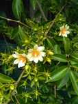 Pereskia Aculeata (Ora Pro Nobis)