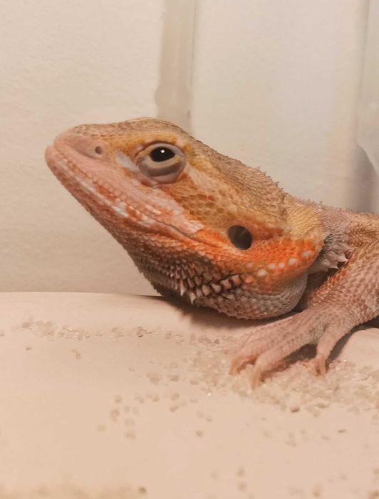 Agama brodata pół roczna