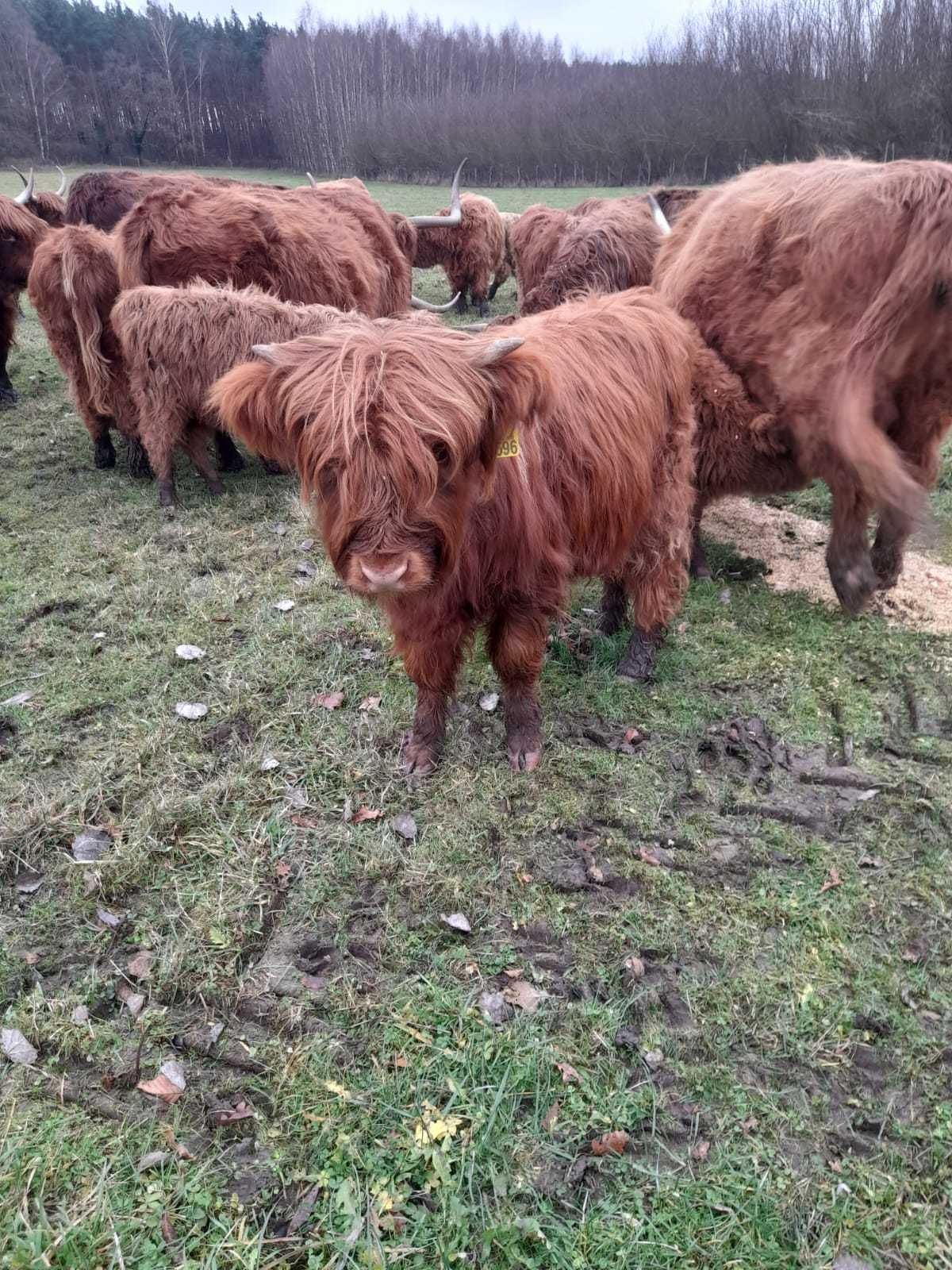 Bydło szkockie Highland Cattle - byki - 12msc i 18msc - 100% rasy