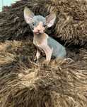 Kocurek Sphynx kanadyjski WCF