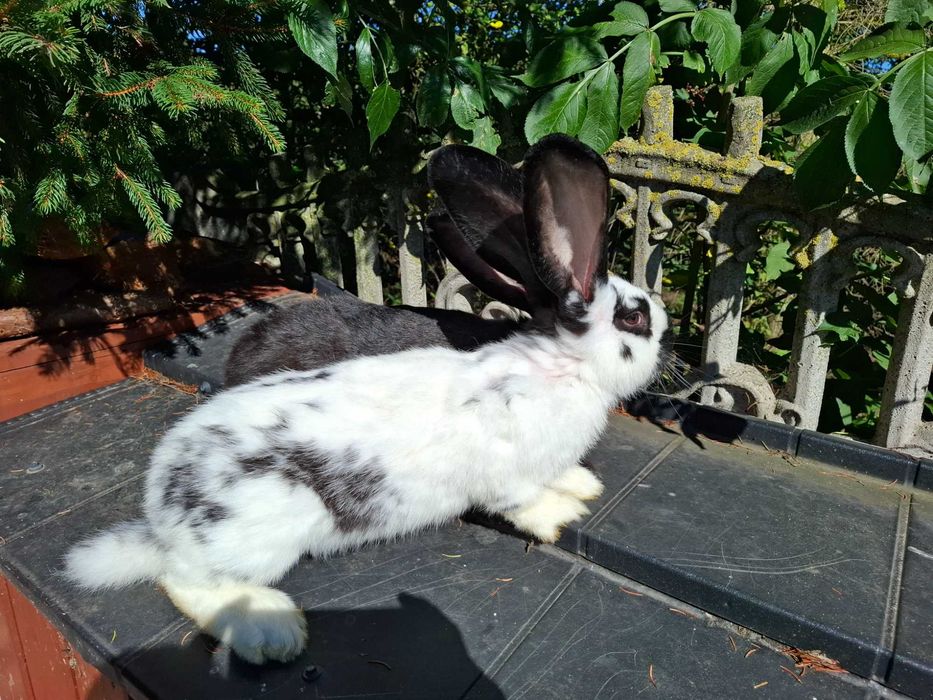 Sprzedam samice i samce mieszańce olbrzym belgijski ze srokaczem