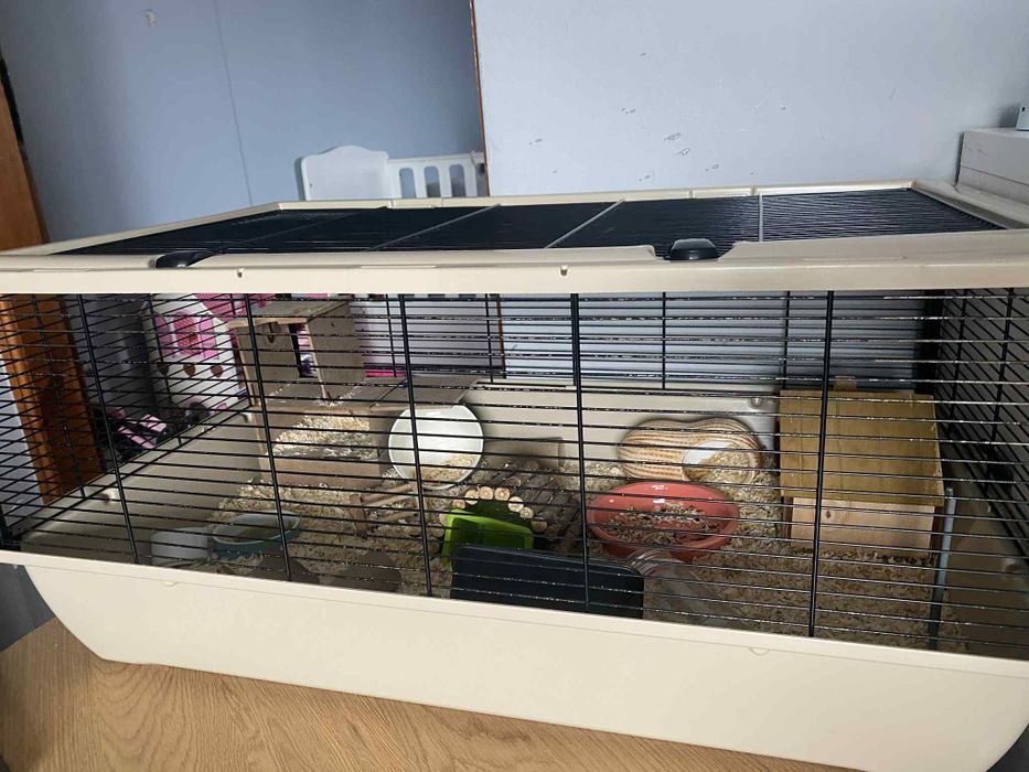 Chomik z klatka i akcesoriami