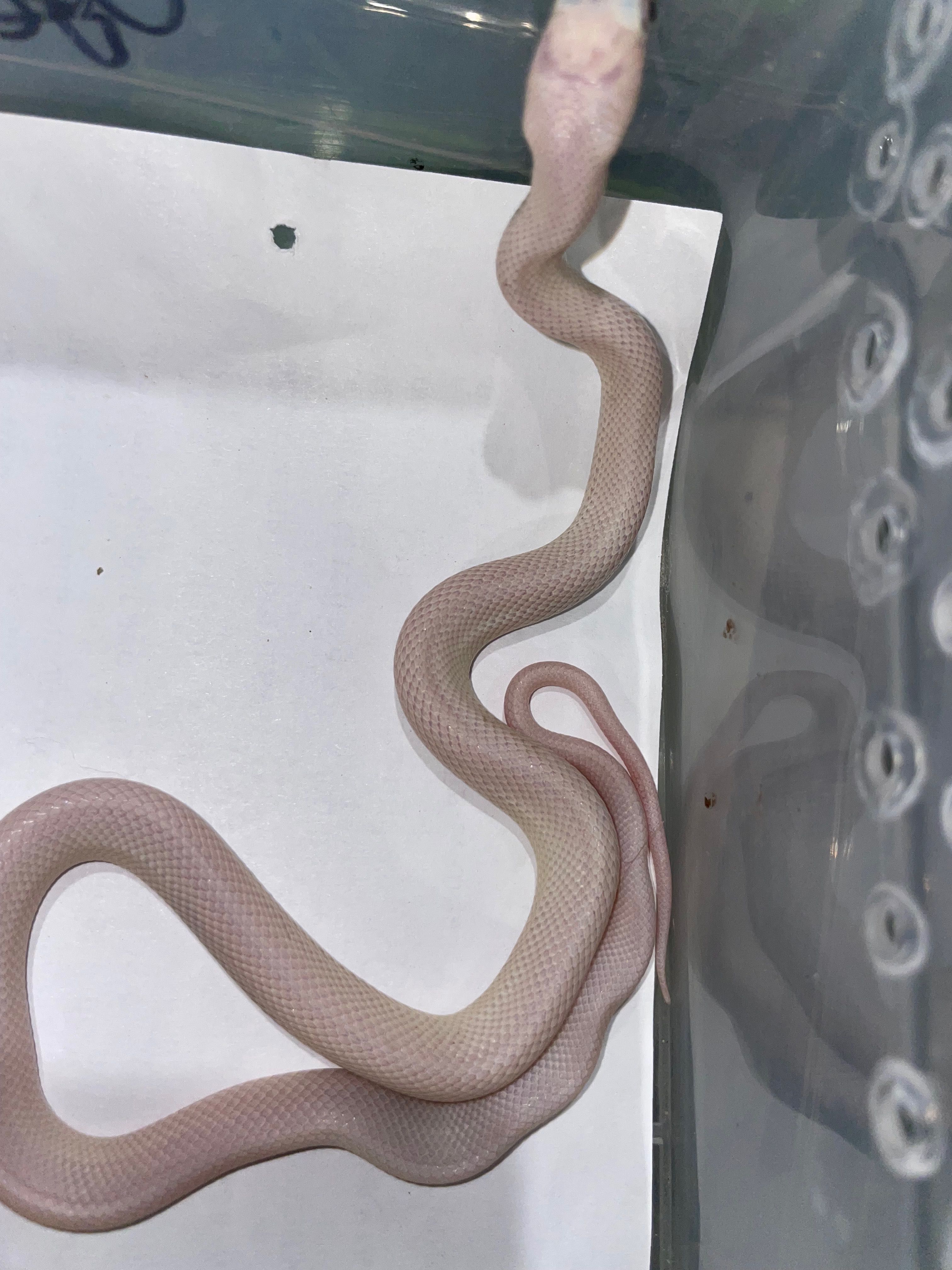 Техаський білий полоз Pantherophis obsoletus leucistic