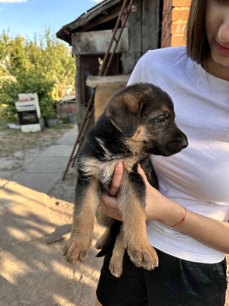 Цуценята німецької вівчарки