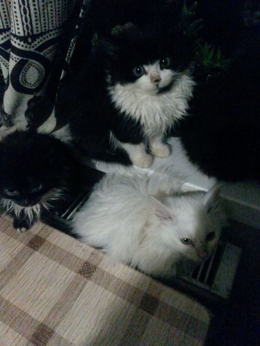 Віддам кошенят в добрі руки