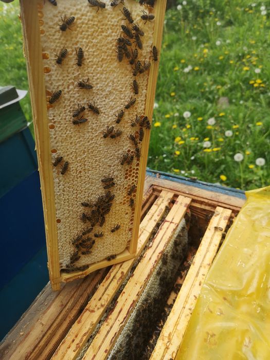 Miód pszczeli z własnej pasieki.