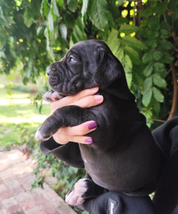 Dog niemiecki suczka czarna ZKWP FCI