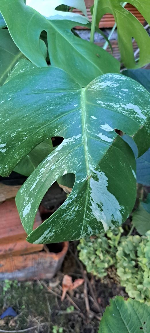 Monstera deliciosa variegata