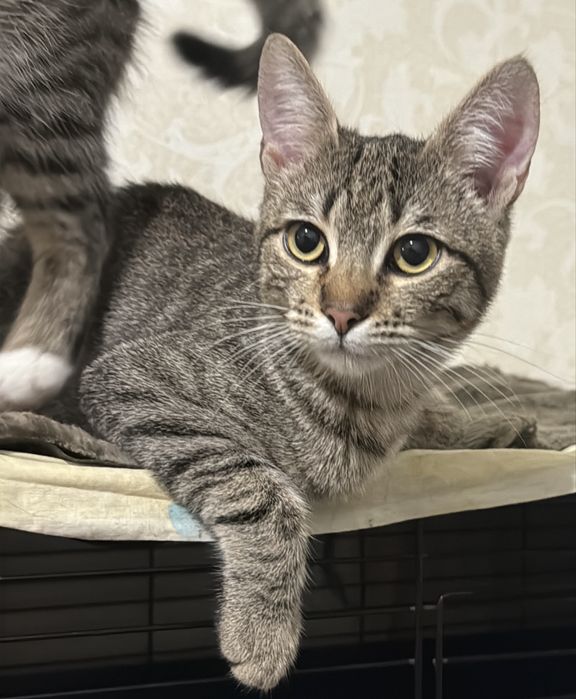 Котенок девочка в хорошие руки