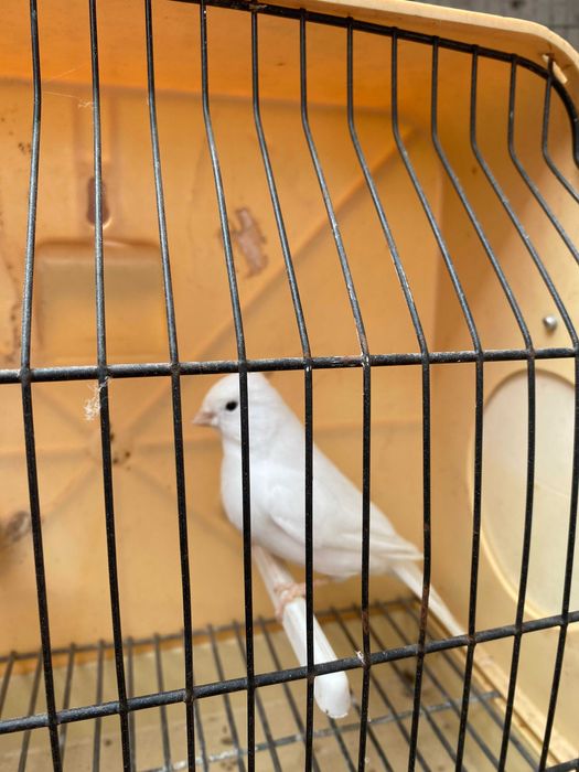 canarios brancos para venda