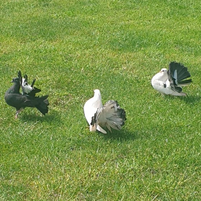 Sprzedam gołębie - pawiki (30 zł/sztuka)