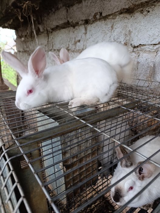 Продам кролів 2-х місячних