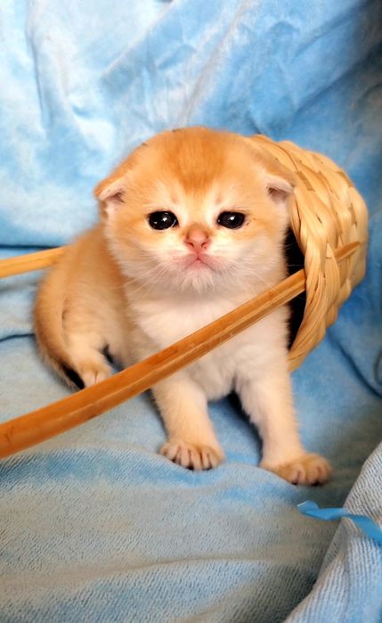 Нежнейшие малыши золотая шиншилла