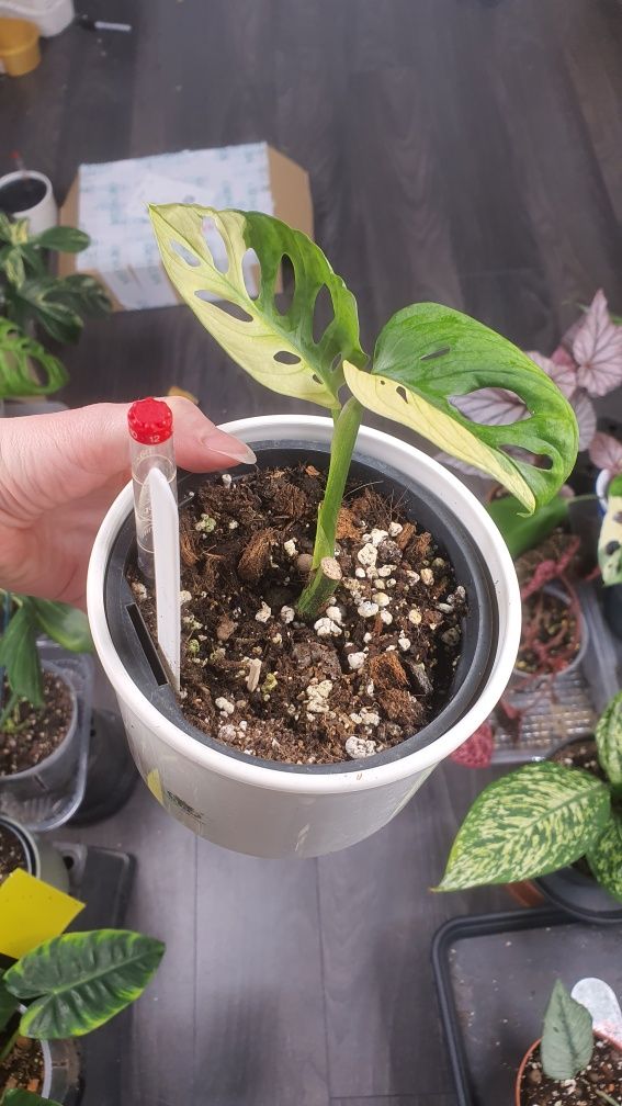 Monstera adasonii Japanese tricolor variegata half-moon