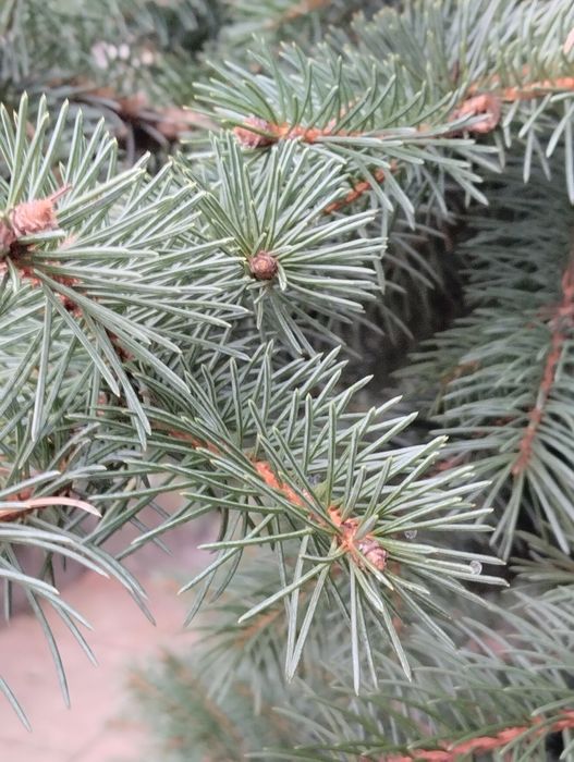 Продам ялинку живу Picea pungens