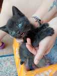 Kotki do adopcji