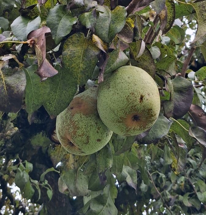 Gruszki z przydomowego sądu.