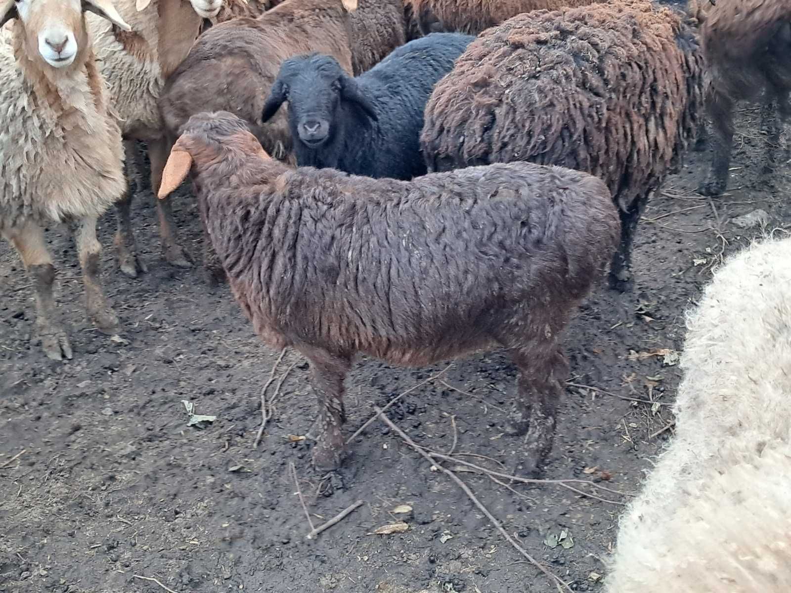 Продам вівці Гісарської породи