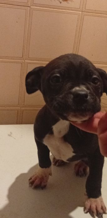 Companheiros de 4  patas