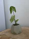 сингоніум баттерфляй Syngonium Butterfly
