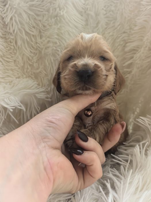 Śliczny szczeniak cocker spaniel