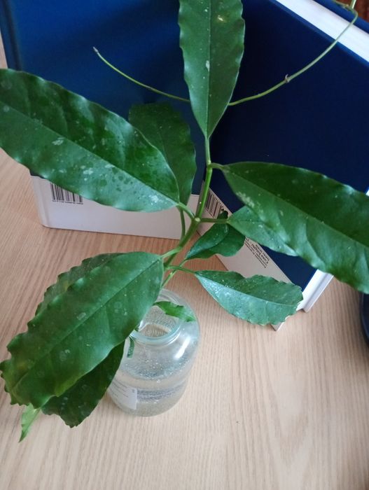 Hoya lockii sadzonka cięta , posiada 6 węzłów   Rezerwacja Agatasp