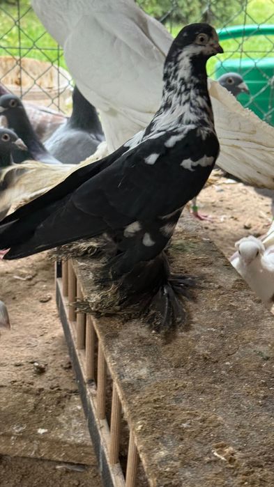 Młode gołębie pocztowe jak i ozdobne