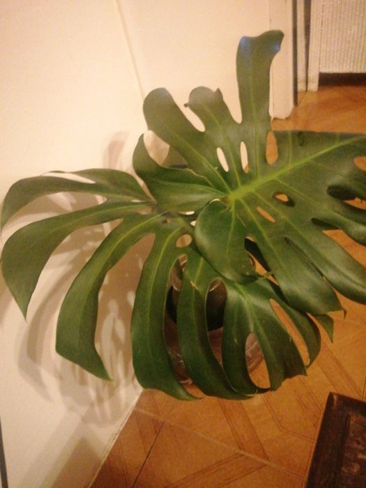 Vendo planta costela de Adão