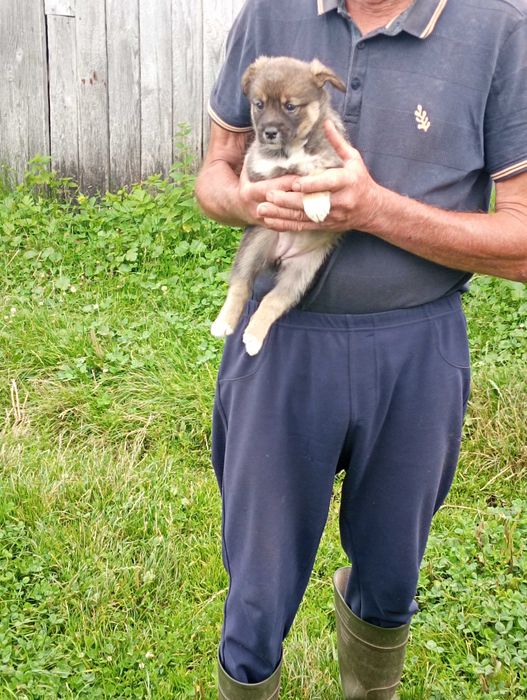 Віддам цуценят чоловічої статі в добрі руки.