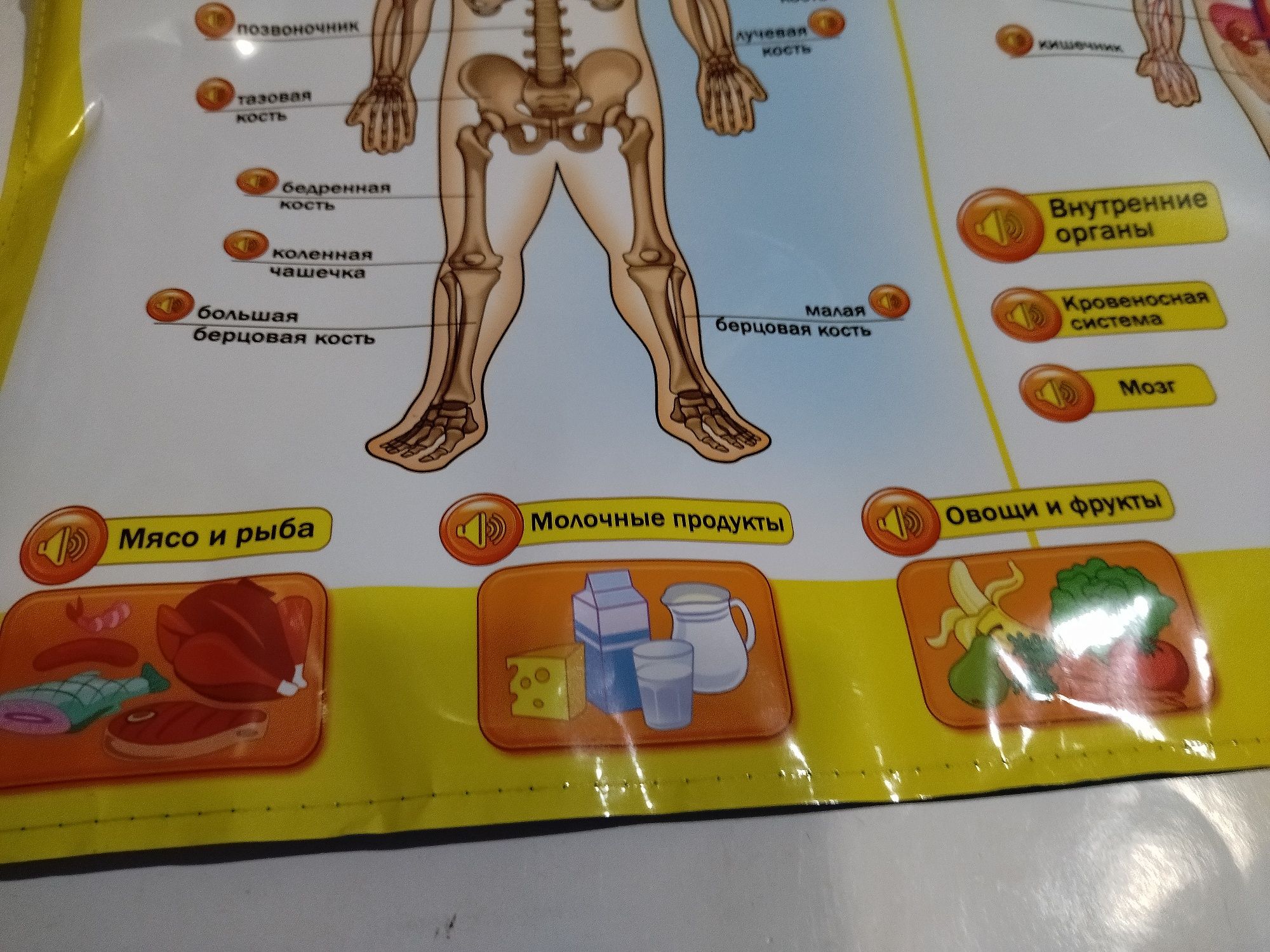 Детский сенсорный плакат говорящая анатомия
