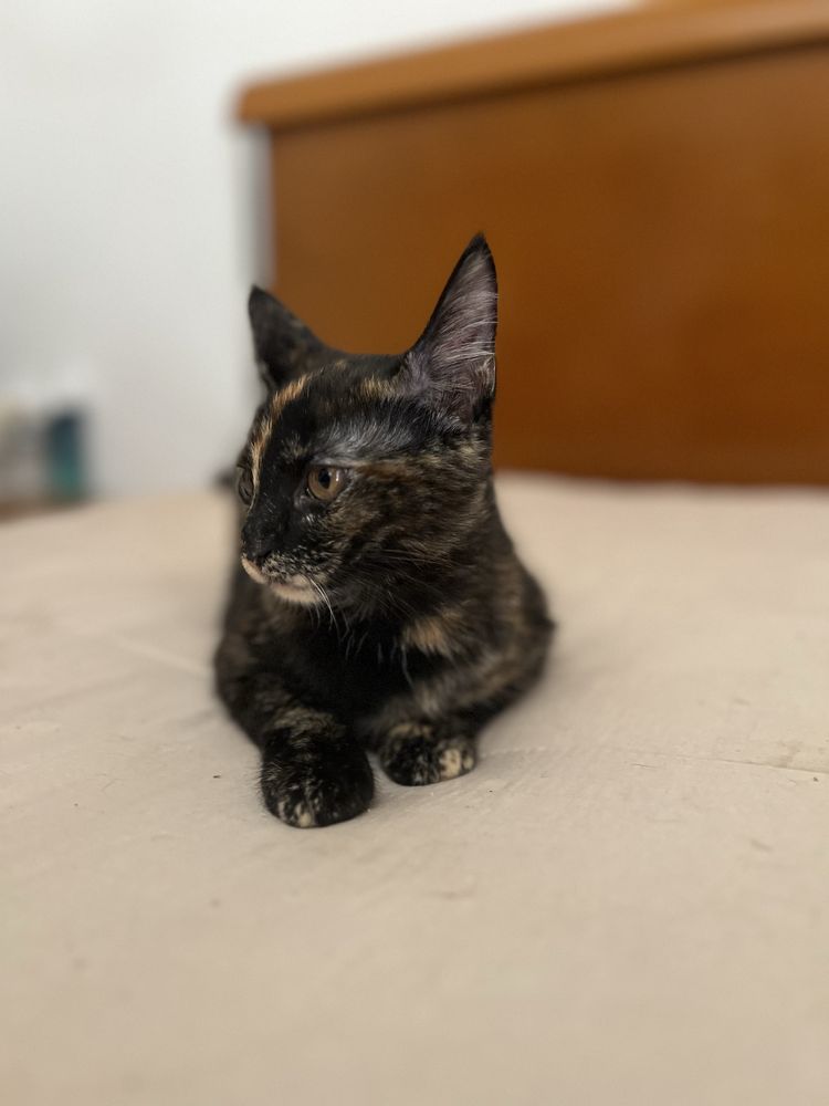 Gatinhas para adoção responsavel