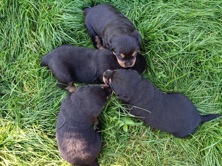 Szczeniaki Rottweiler