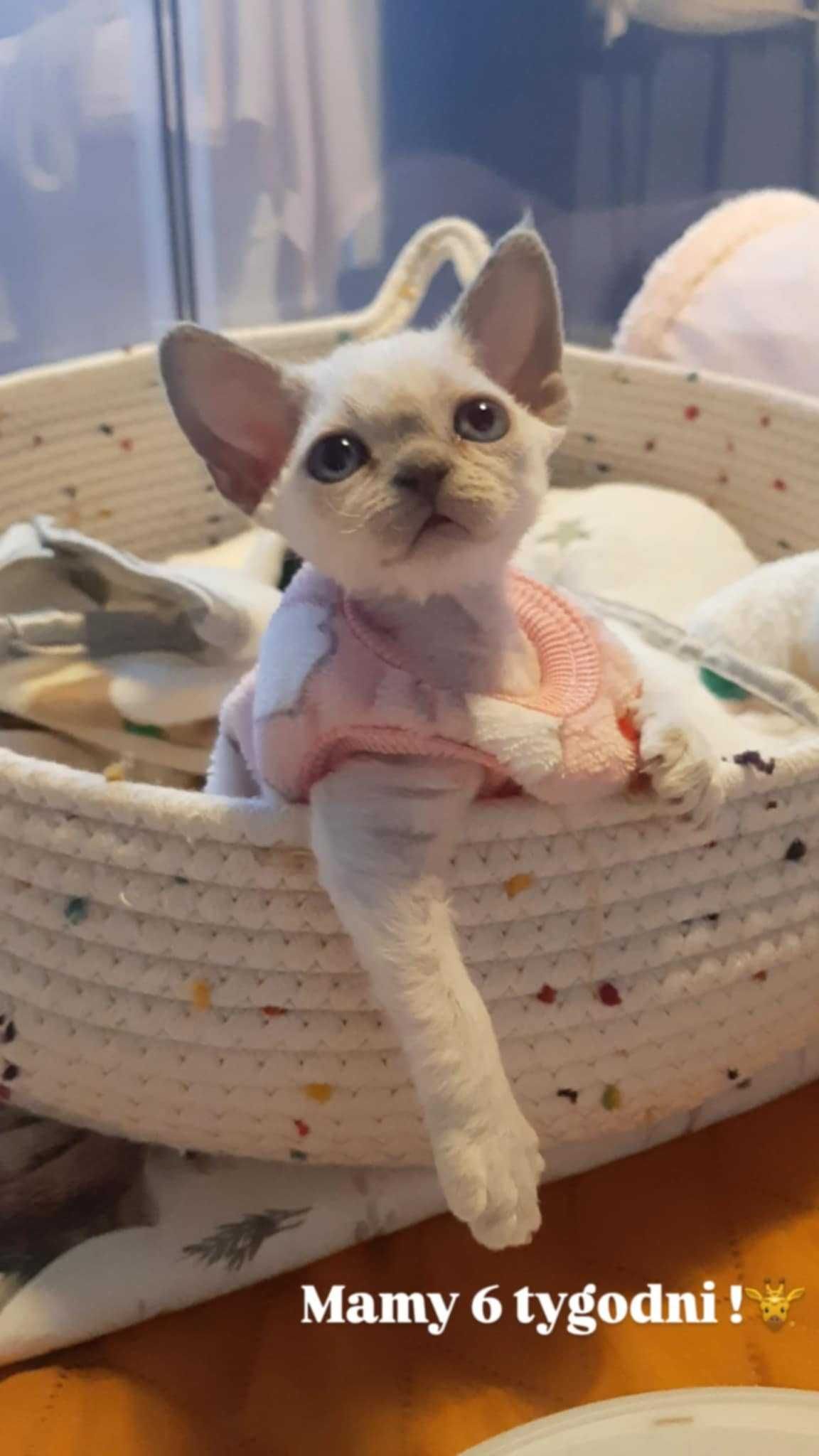 Koteczka Devon Rex Niebieski Point