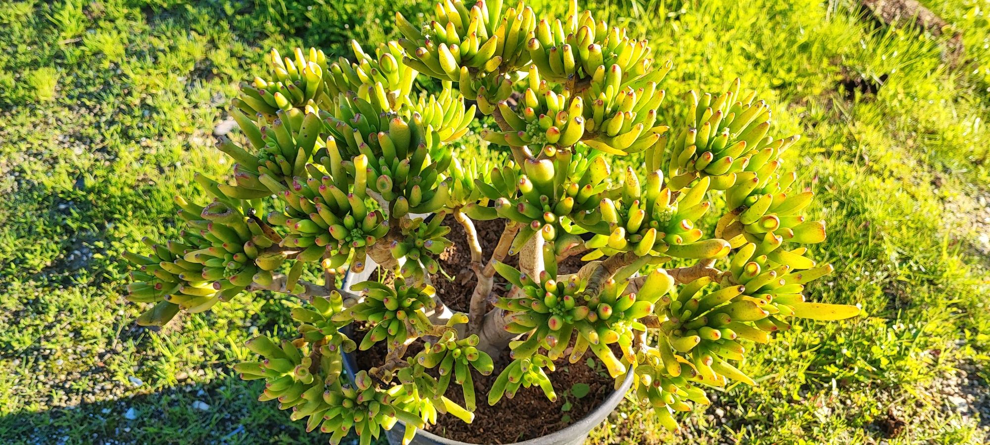 Planta suculenta