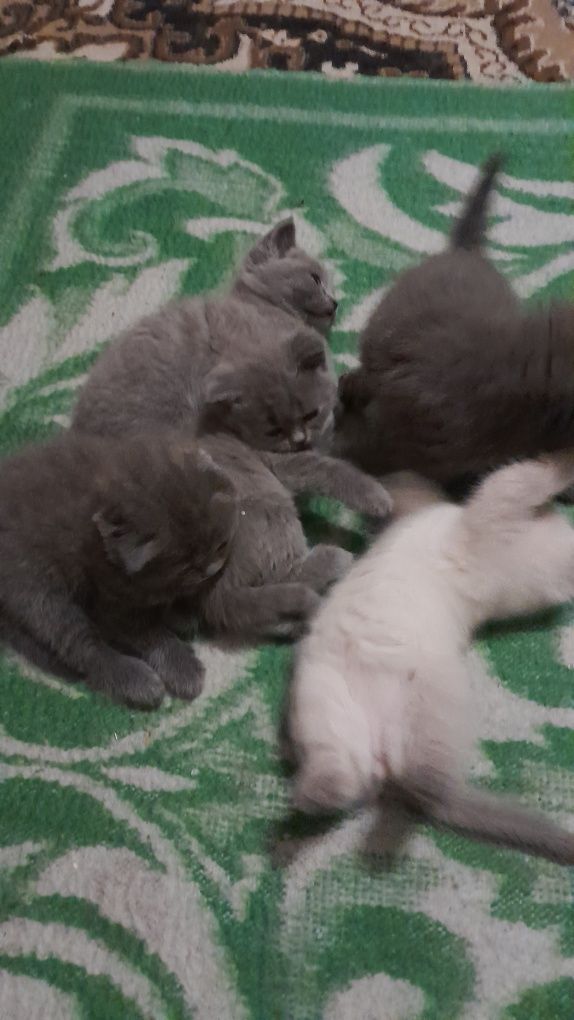 Шотландські котятка,британські,блю поінт