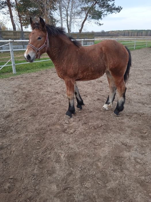 Źrebica zimnokrwista