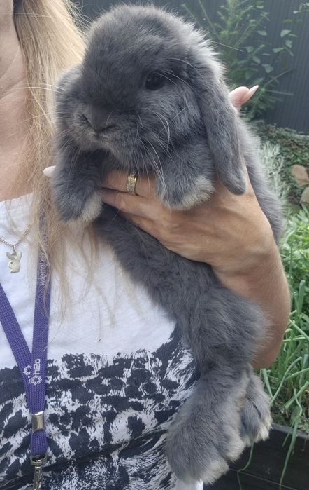 Mini lop króliki