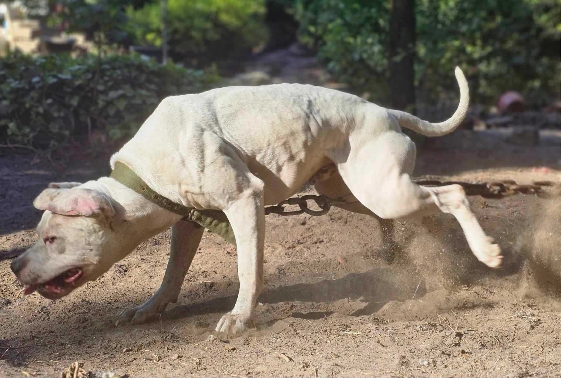 Amerykański Pitbull Terrier szczeniak samiec